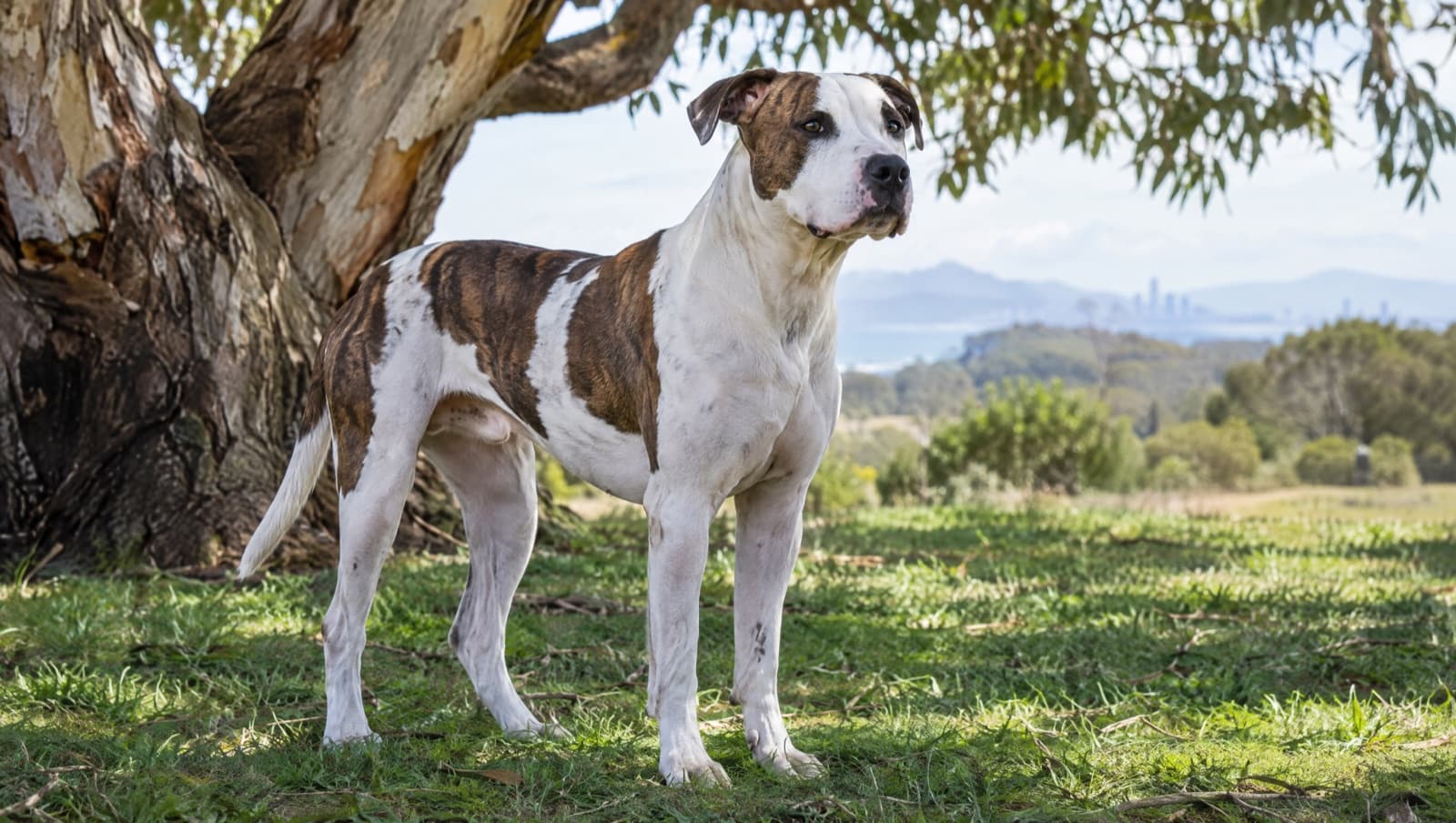 A lean, healthy, short-coated white and patched Bull Arab standing in dappled shade on Gold Coast parkland, illustrating a guide to keeping the Australian crossbreed healthy in the Queensland climate