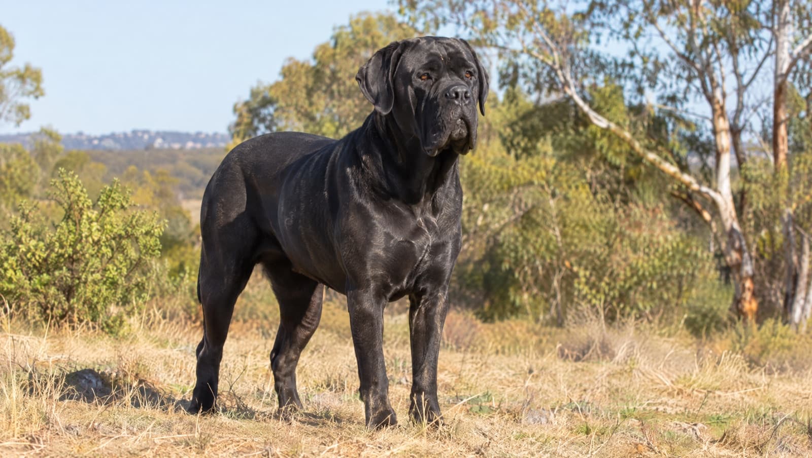 A large muscular black Cane Corso with natural floppy ears standing calm and alert on dry golden grass in a sunny Perth park, representing the powerful Italian guardian dogs occasionally available for adoption across Perth and Western Australia rescues