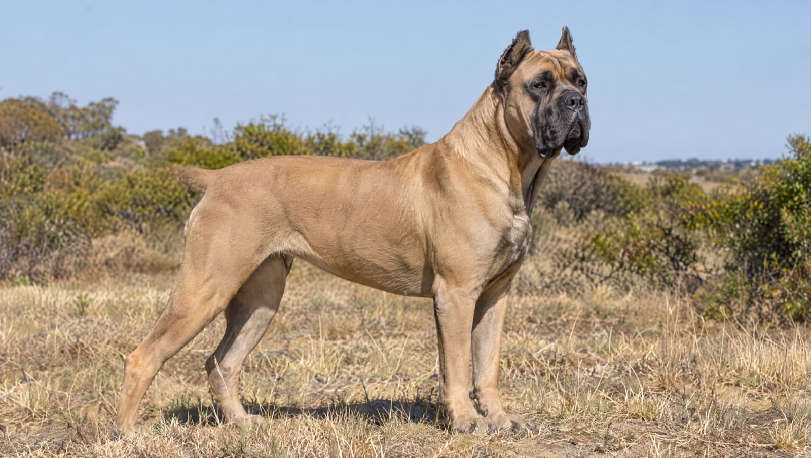 A large healthy fawn Cane Corso with natural ears standing calmly on dry golden grass in a sunny Perth park, a powerful deep-chested guardian breed whose joints and deep chest are the key health risks to watch