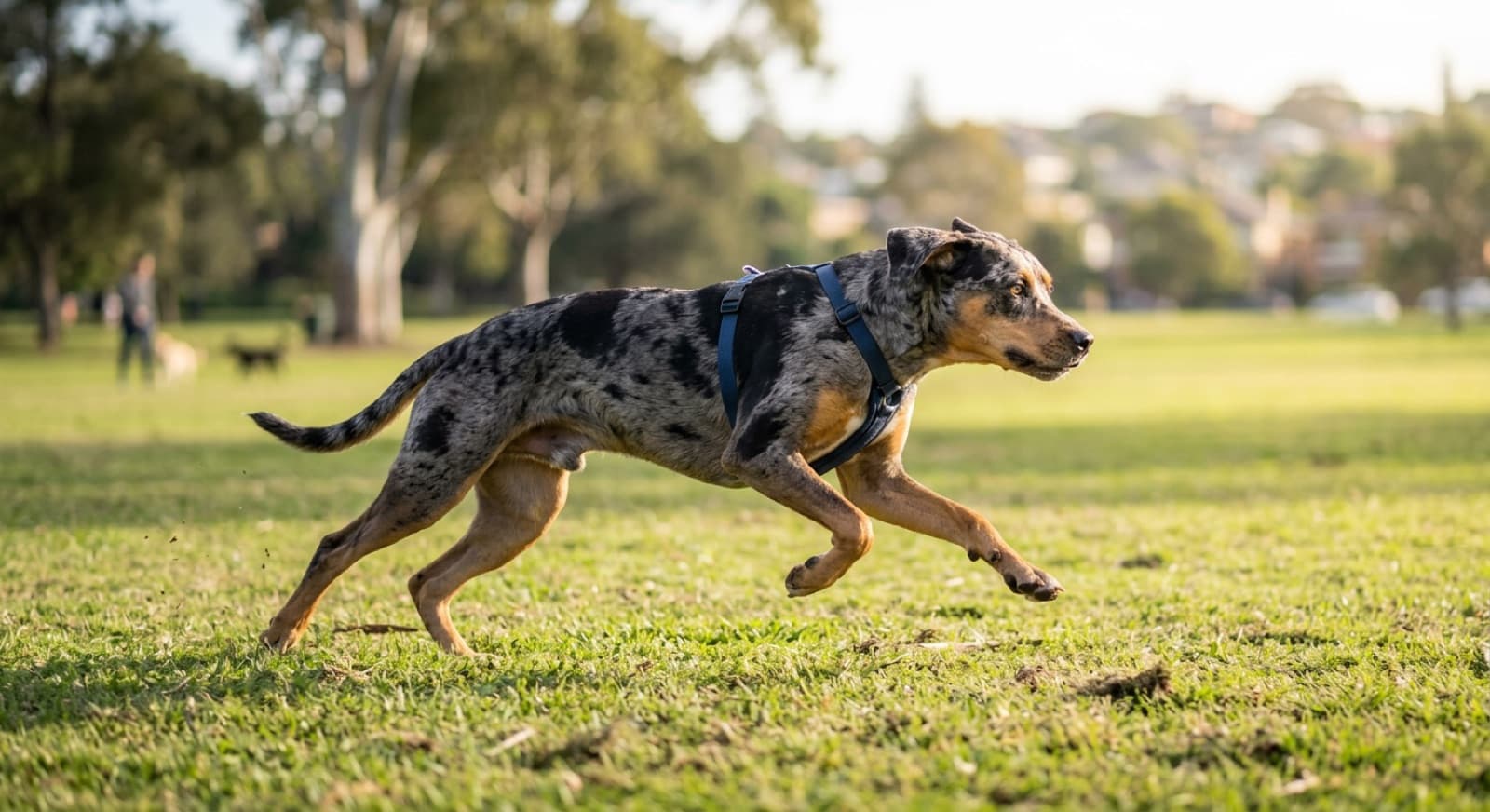 A muscular Catahoula Leopard Dog with a merle coat standing alert on a bush trail near Sydney, showing the athletic working build the breed was developed for