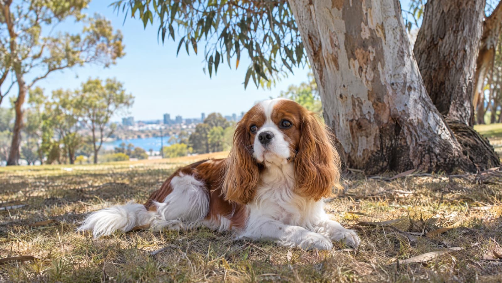 A calm adult Blenheim Cavalier King Charles Spaniel resting in dappled shade on dry golden grass in a bright Perth backyard, representing good long-term health management of the breed in Western Australia