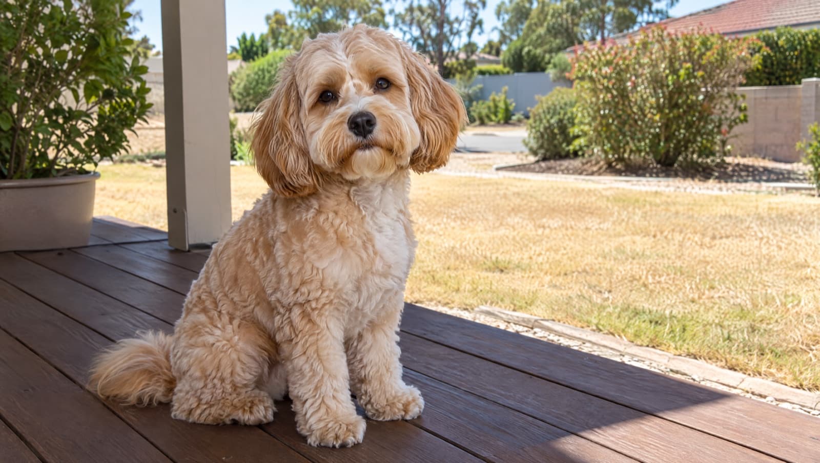 A freshly groomed apricot Cavoodle with a soft curly coat sitting in bright Mediterranean light, representing coat care and grooming for the breed in Perth