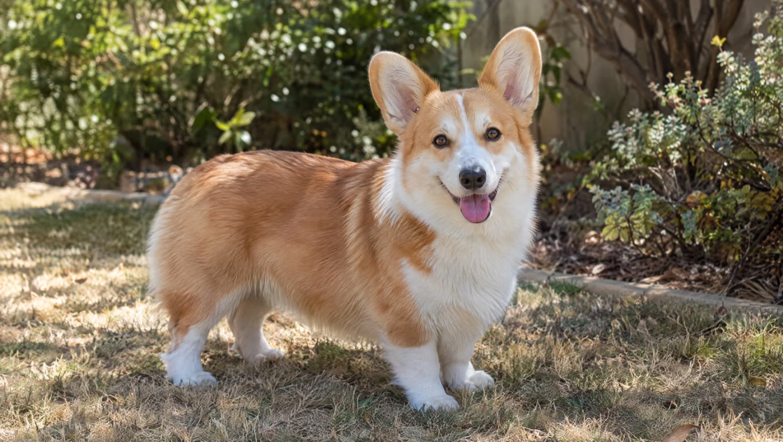 A healthy, lean adult red-and-white Pembroke Welsh Corgi with big upright ears standing on dry golden grass in a bright Perth setting, representing good weight and back management of the breed in the WA climate