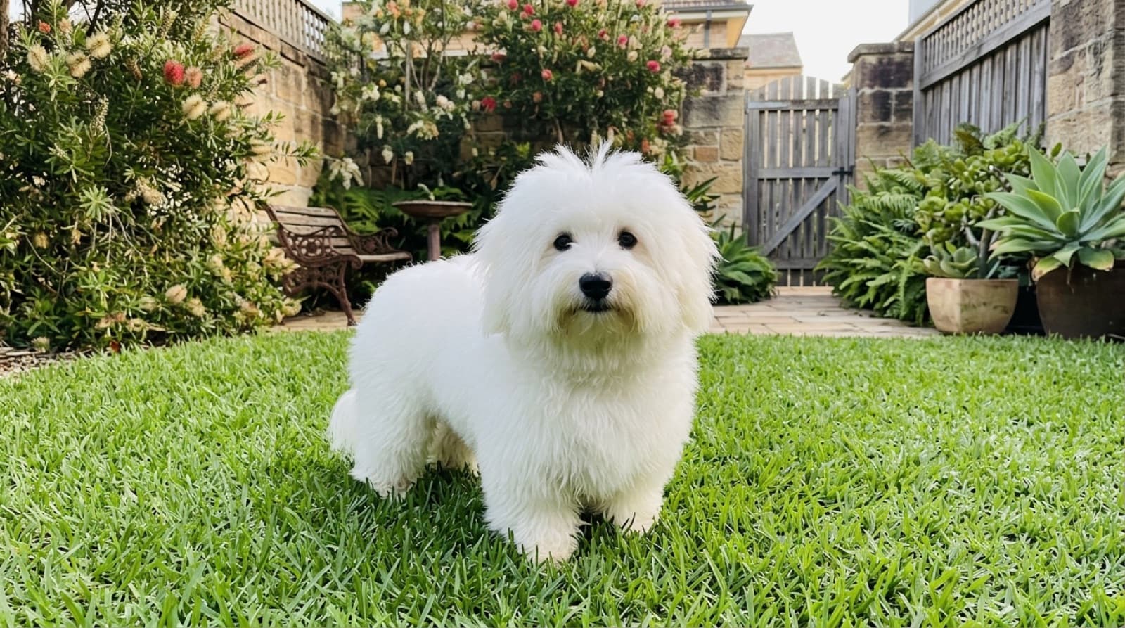 A small fluffy white Coton de Tuléar with a soft cotton coat sitting on a sunny Sydney lawn, a hardy long-lived companion breed from Madagascar