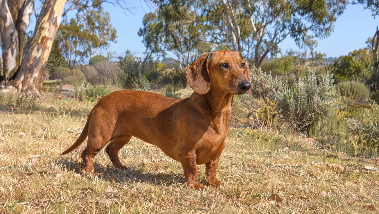 A smooth-coated red Dachshund with a long body and short legs standing on dry golden grass in a sunny Perth park, representing the sausage dogs occasionally available for adoption across Western Australia rescues