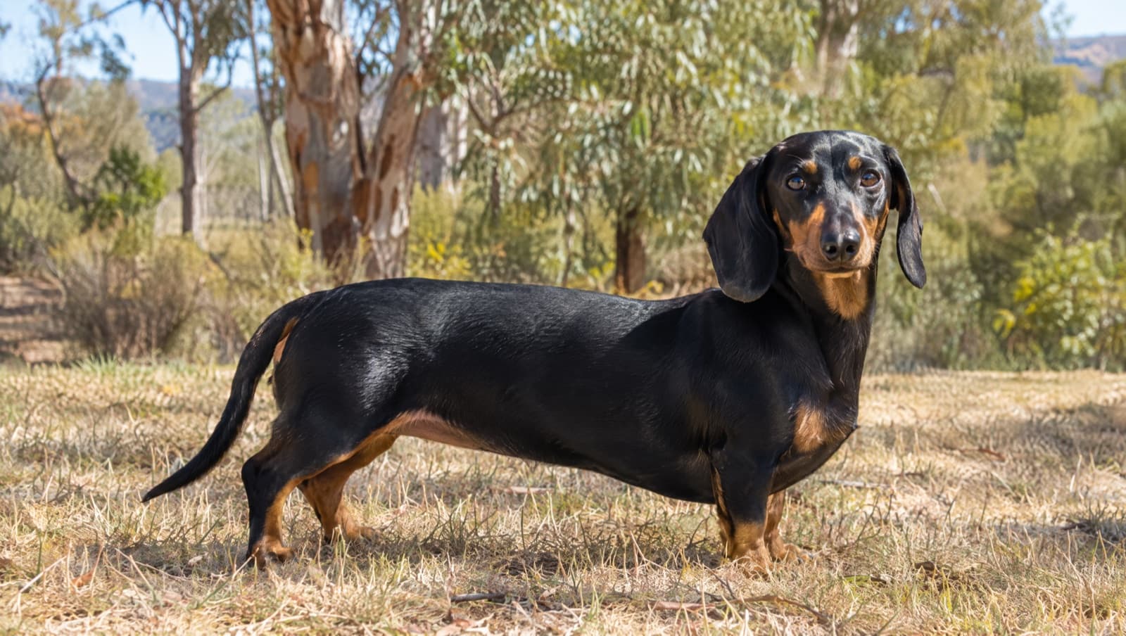 A healthy, lean black-and-tan Dachshund standing on dry golden grass in a sunny Perth park, showing the long back and short legs that make weight management and spinal care so important for the breed