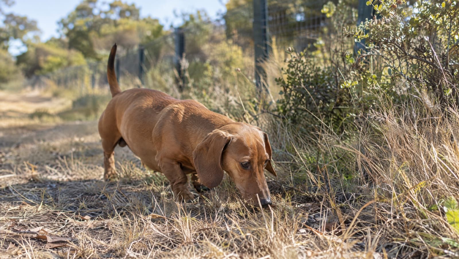 A tan smooth-coated Dachshund nose-down and sniffing intently along dry golden grass in a sunny Perth park in soft morning light, showing the scent-driven focus of a hunting breed