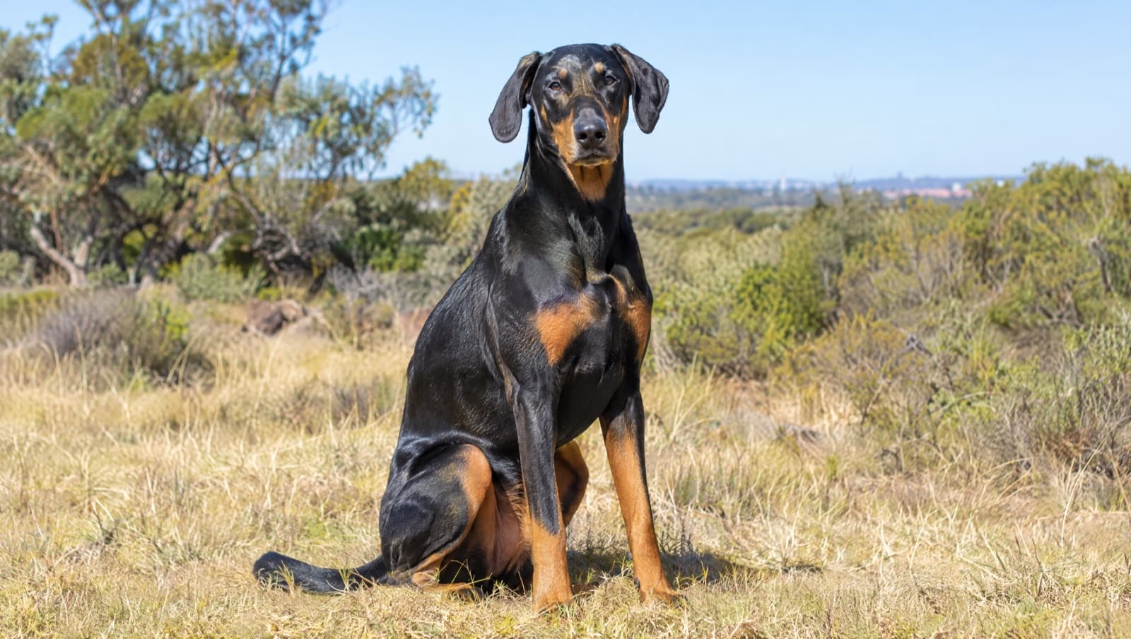 A sleek black-and-tan Doberman with natural floppy ears and a full tail standing on dry golden grass in a sunny Perth park, representing the guardian dogs available for adoption across Western Australian rescues