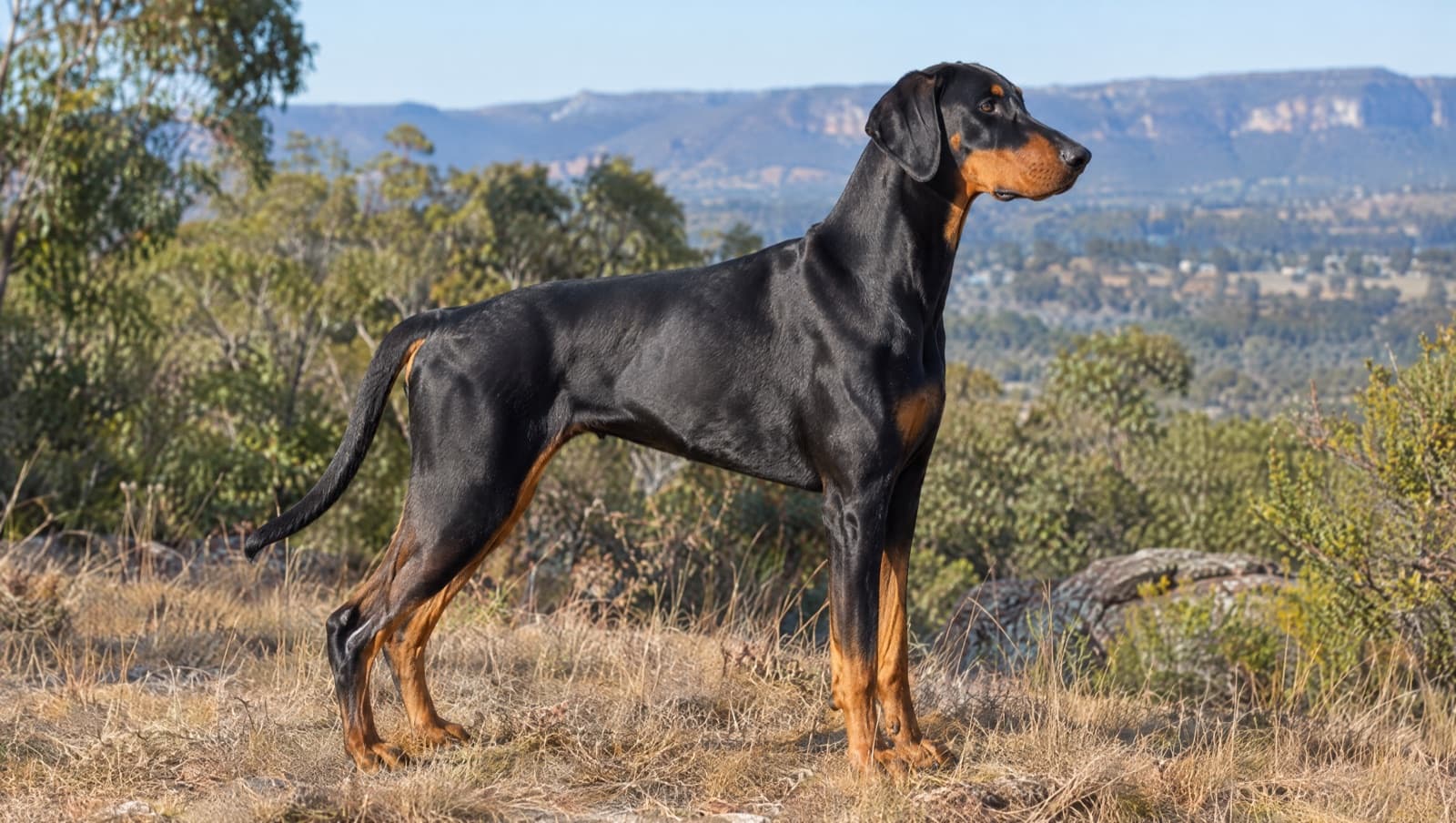 A healthy adult black-and-tan Doberman with natural uncropped ears and a full tail standing alert on dry golden grass in a bright Perth bushland setting, representing good health management of the breed in Western Australia