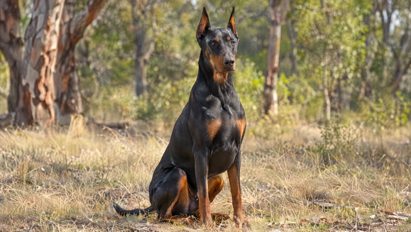A black-and-tan Doberman with natural uncropped ears and a full tail sitting attentively on dry golden grass during a calm reward-based training moment in a sunny Perth park, representing the breed's intelligence and trainability