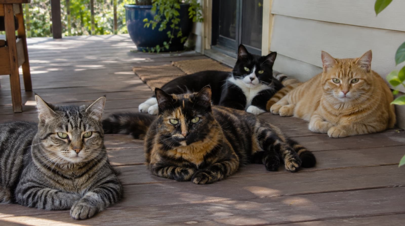 Four Domestic Shorthair cats sitting on a shaded Australian verandah: a mackerel tabby, a tortoiseshell, a black and white tuxedo and a ginger tabby