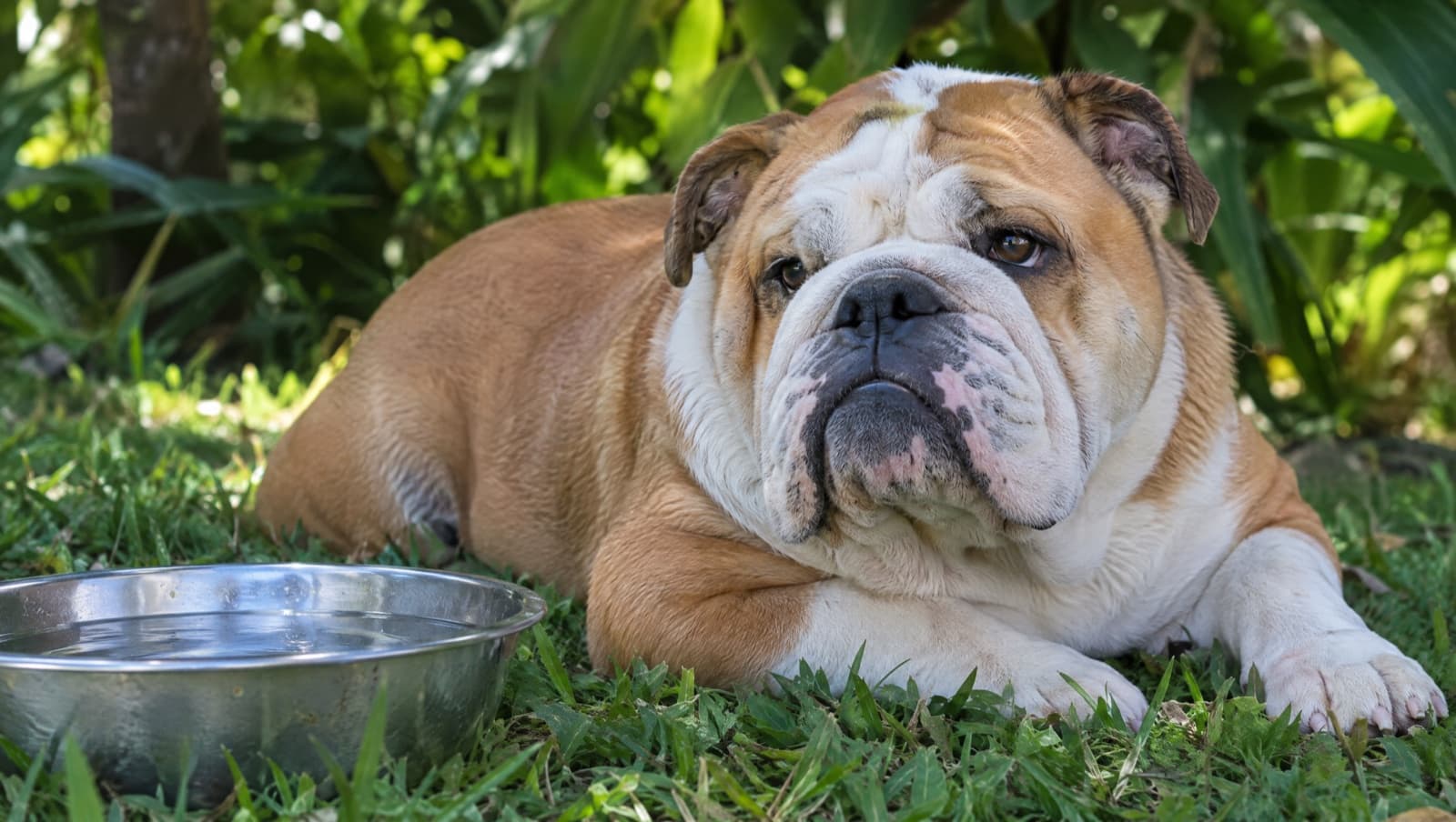 A fawn-and-white English Bulldog resting in deep shade on a shaded Gold Coast verandah, illustrating heat and breathing safety for a flat-faced breed in the SEQ climate