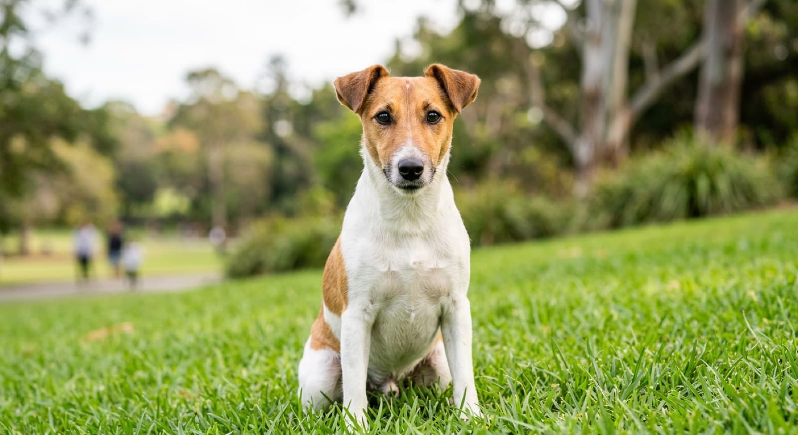 A predominantly white Wire Fox Terrier with black-and-tan markings standing alert on a bush track near Sydney, a hardy small working terrier known for its long life