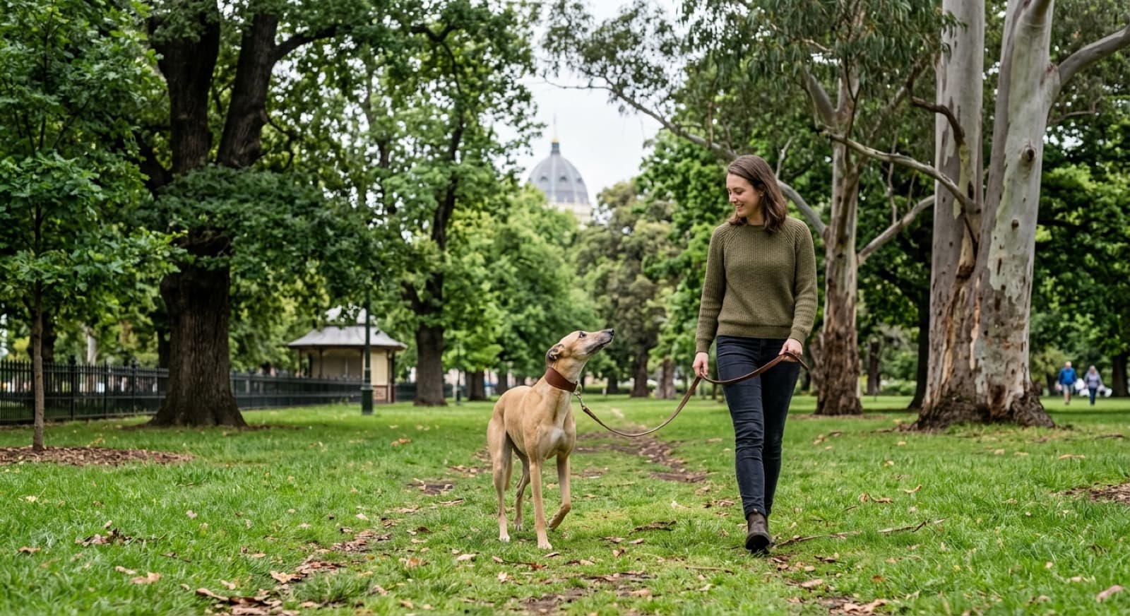 A greyhound on-lead beside a fenced Melbourne park, illustrating the Victorian rule that pet greyhounds stay on-lead in public even in off-lead areas