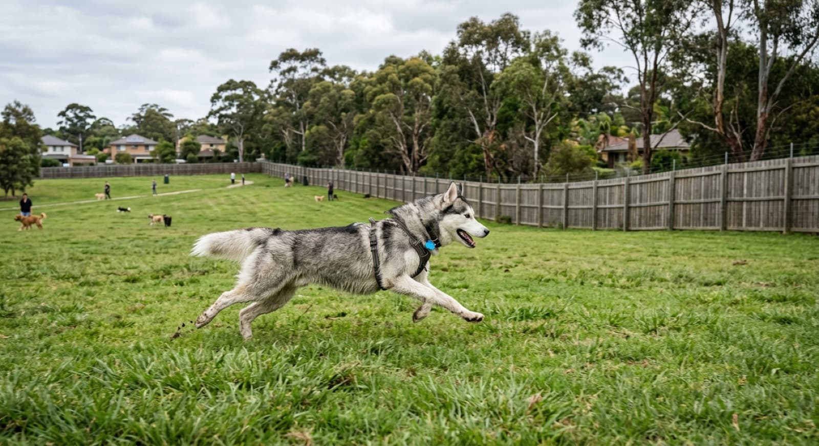 A Siberian Husky running at full stretch across a securely fenced off-leash dog park in Sydney, the safe way to exercise a high-energy escape-prone breed