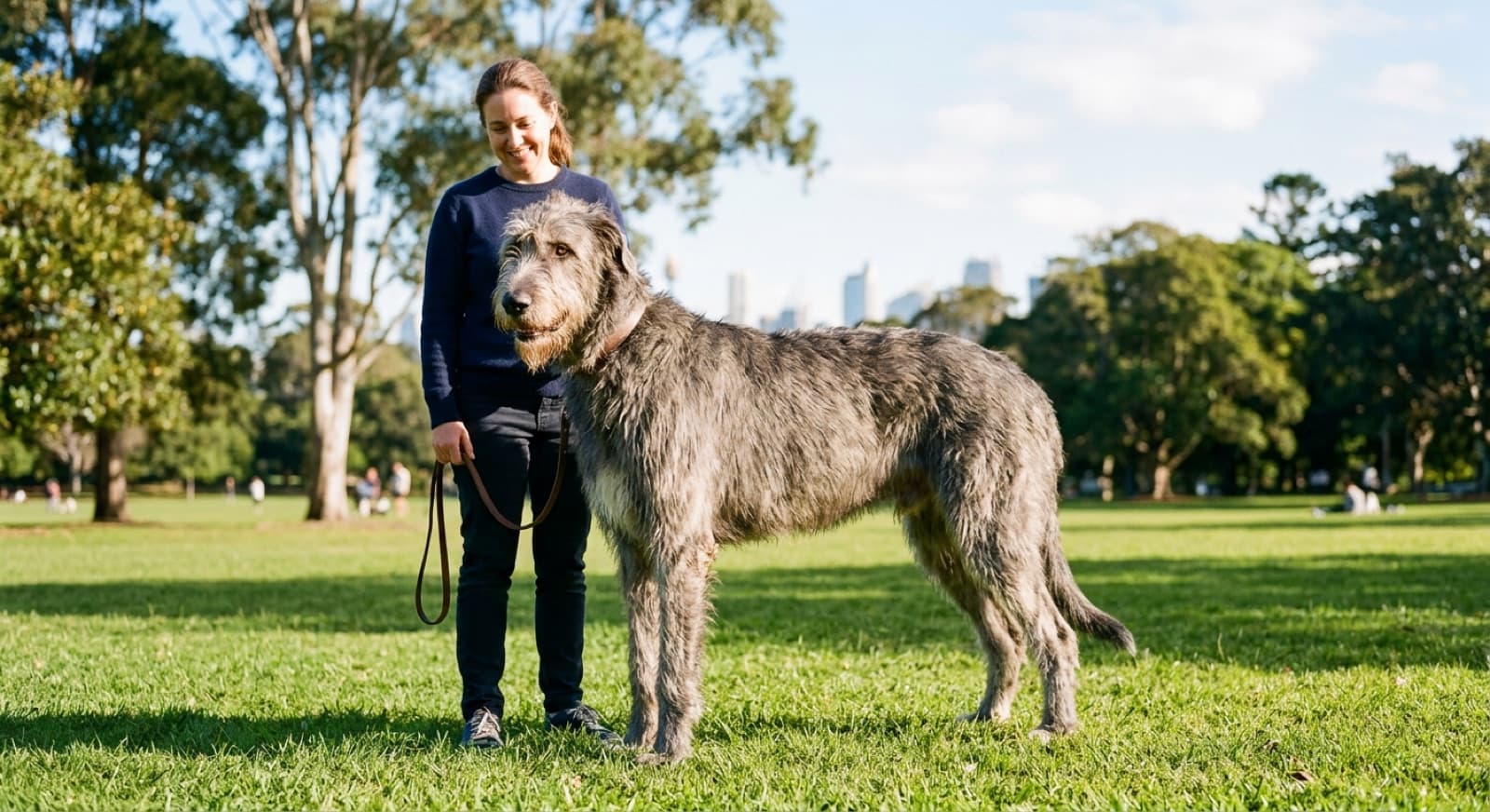 A tall grey rough-coated Irish Wolfhound standing calmly on the grass in a Sydney park, showing the giant sighthound build of one of the tallest dog breeds that turns up for adoption across Sydney and NSW rescues