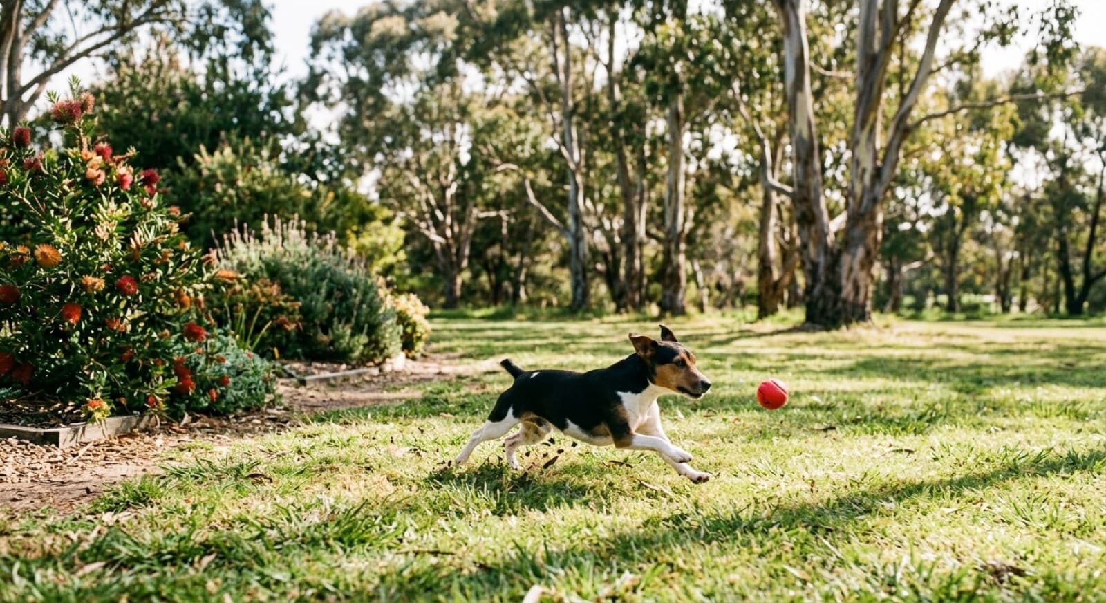 An energetic Jack Russell Terrier leaping after a ball in a securely fenced Melbourne off-leash park, the way to channel a high-drive working terrier
