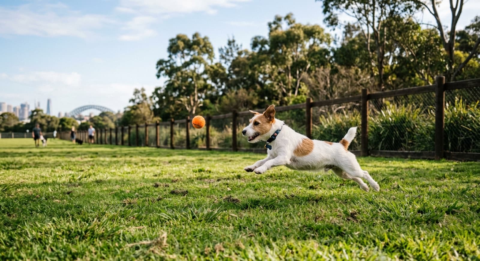 An energetic Jack Russell Terrier leaping after a ball in a securely fenced Sydney off-leash park, the way to channel a high-drive working terrier