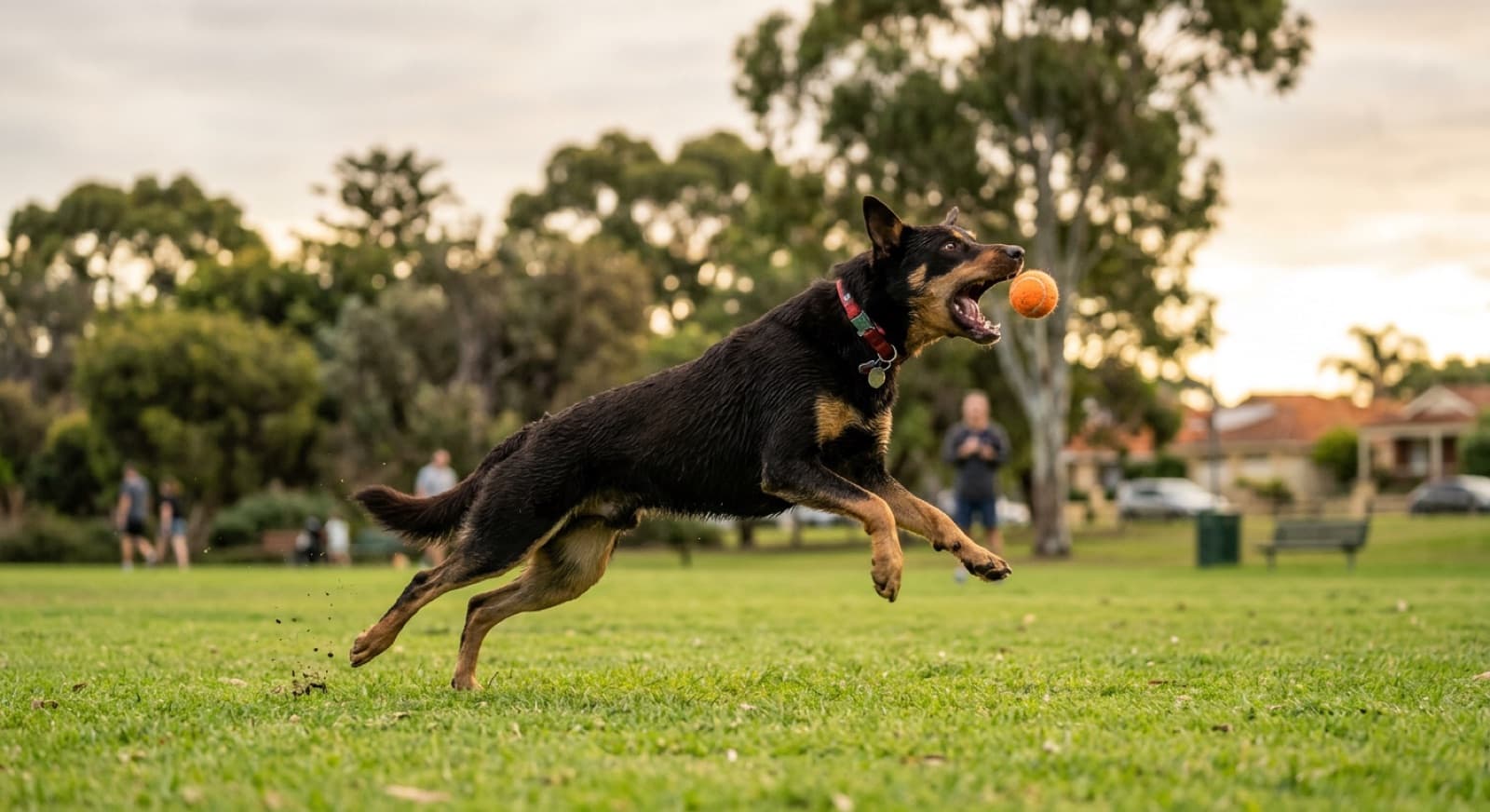 An Australian Kelpie mid-activity in a park, representing the serious exercise and mental-work needs of the breed in a suburban home