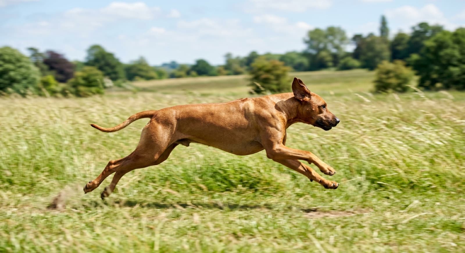 A Rhodesian Ridgeback running at speed outdoors, illustrating the breed's exercise needs and strong prey drive for Brisbane owners