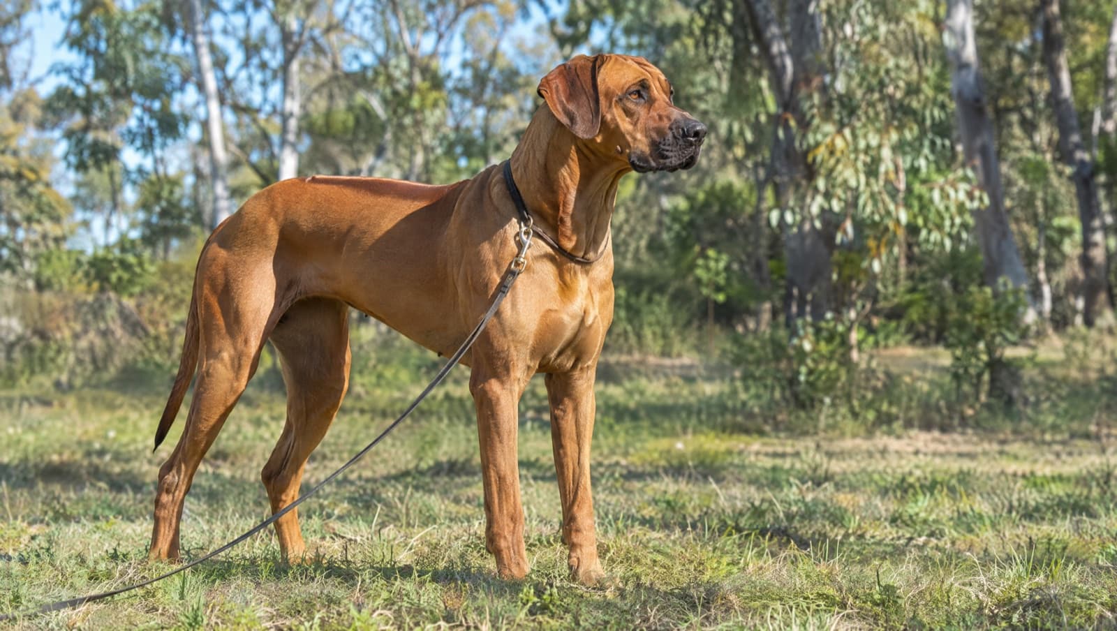 A wheaten Rhodesian Ridgeback with its distinctive dorsal ridge running at speed across Gold Coast parkland, illustrating the breed's exercise needs and strong prey drive