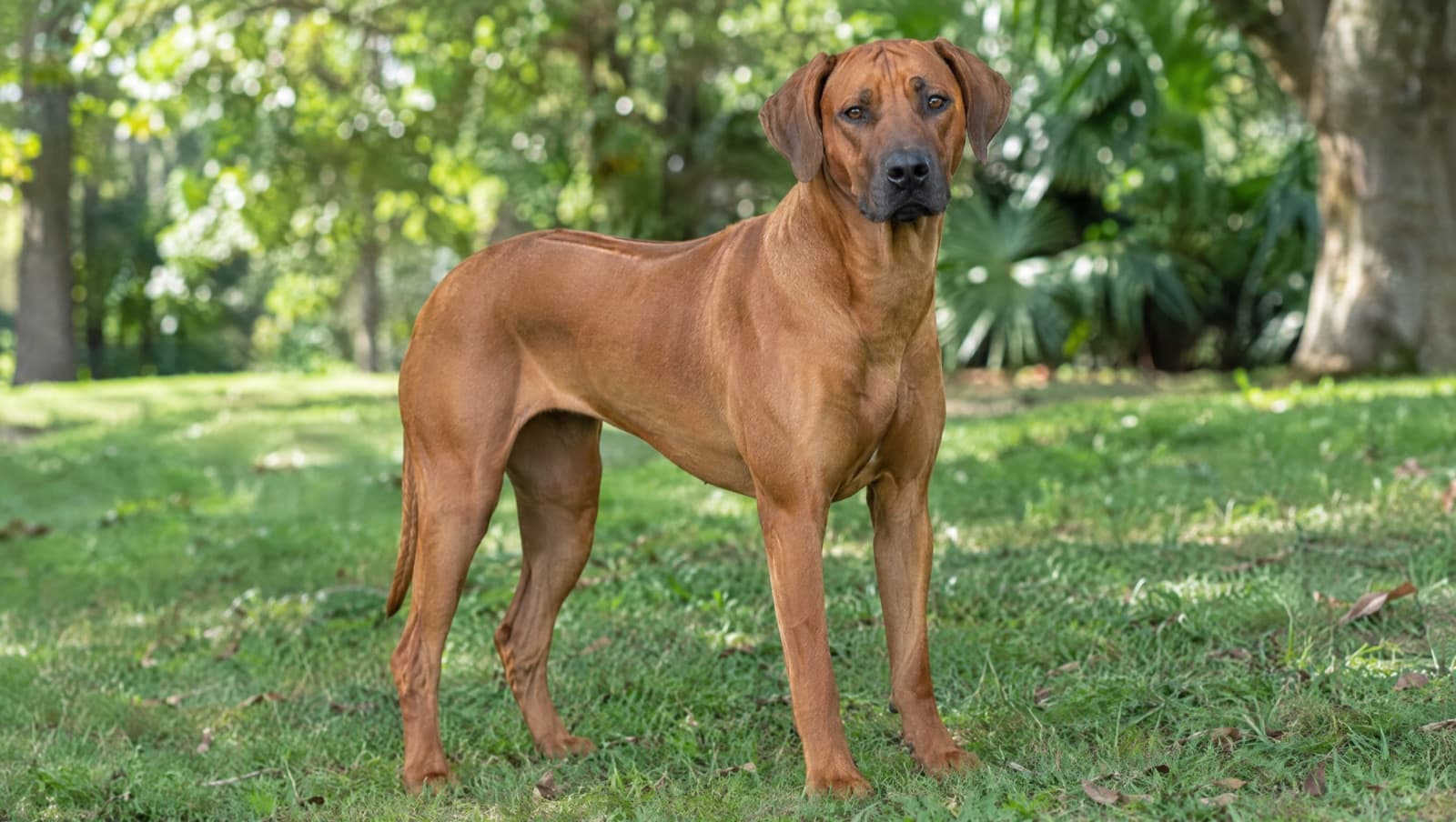 A healthy wheaten Rhodesian Ridgeback with its distinctive dorsal ridge standing on Gold Coast parkland, illustrating a guide to the breed's health issues for Queensland owners