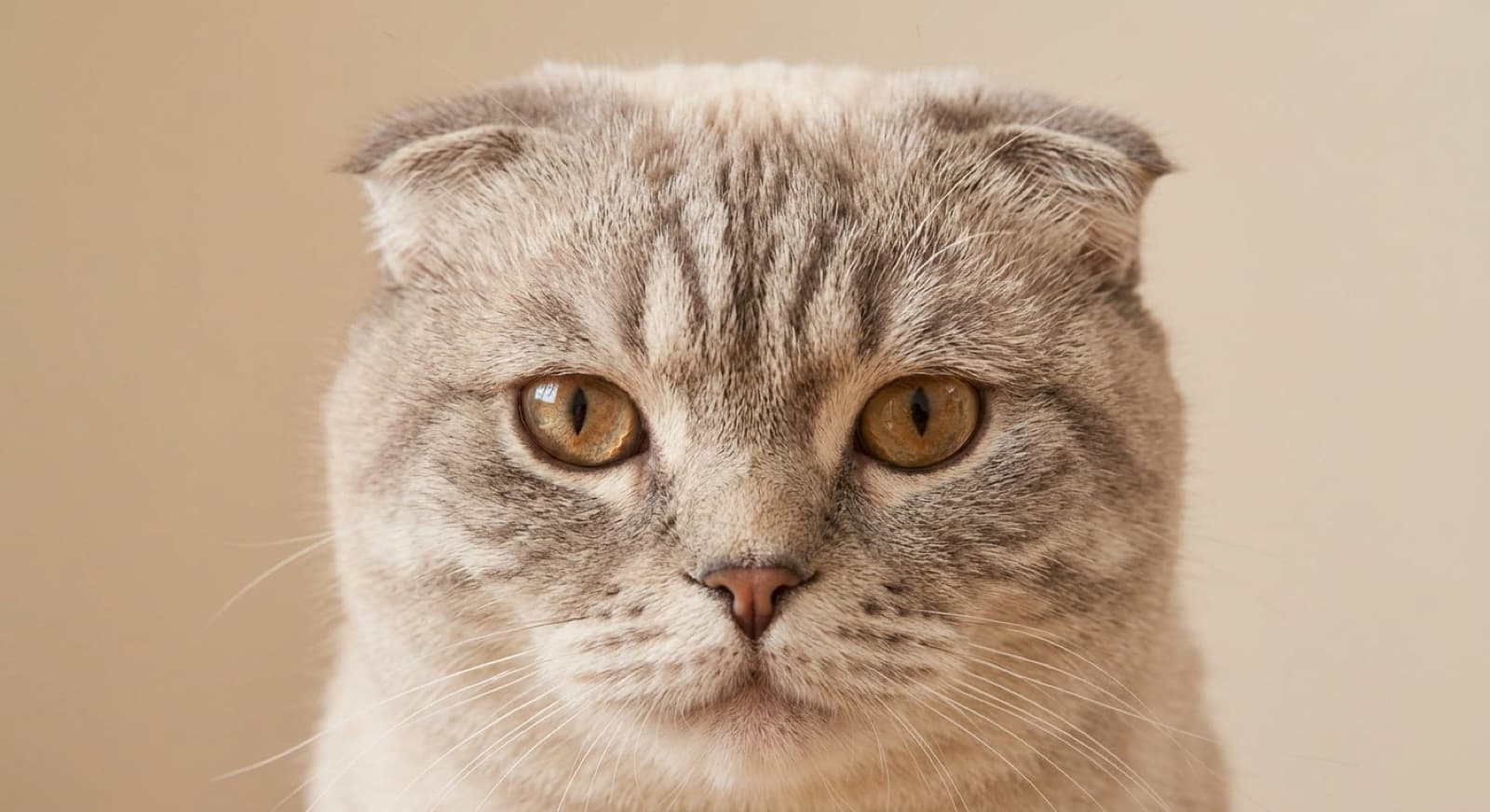 Close-up of a Scottish Fold cat's face showing the distinctive folded ears and round eyes, in soft natural light in a Sydney home, illustrating the folded-ear trait that comes from the fold gene