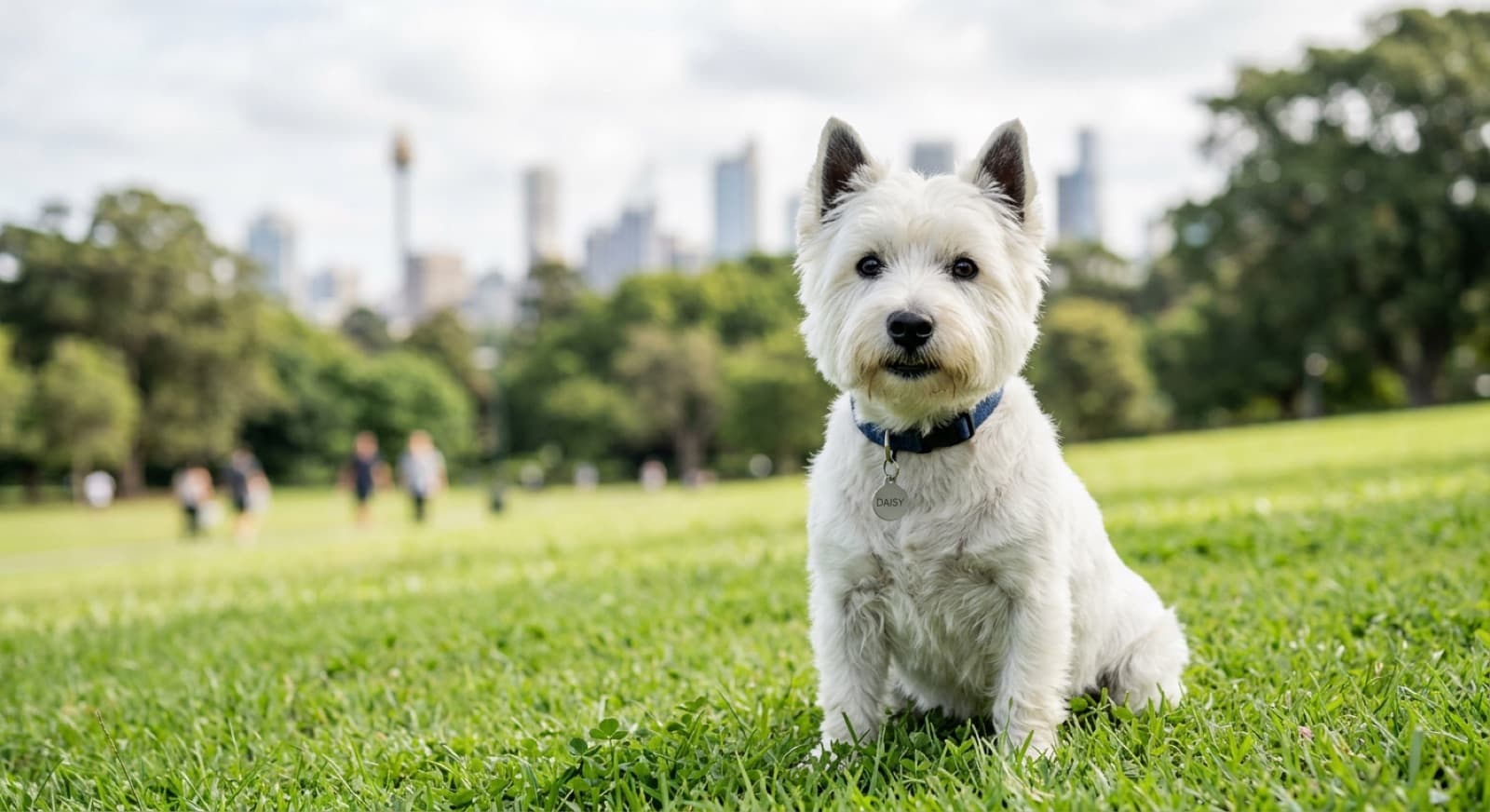 A bright white West Highland White Terrier with a rounded head and dark eyes standing on grass in a Sydney park, a small breed whose health hinges on lifelong skin care