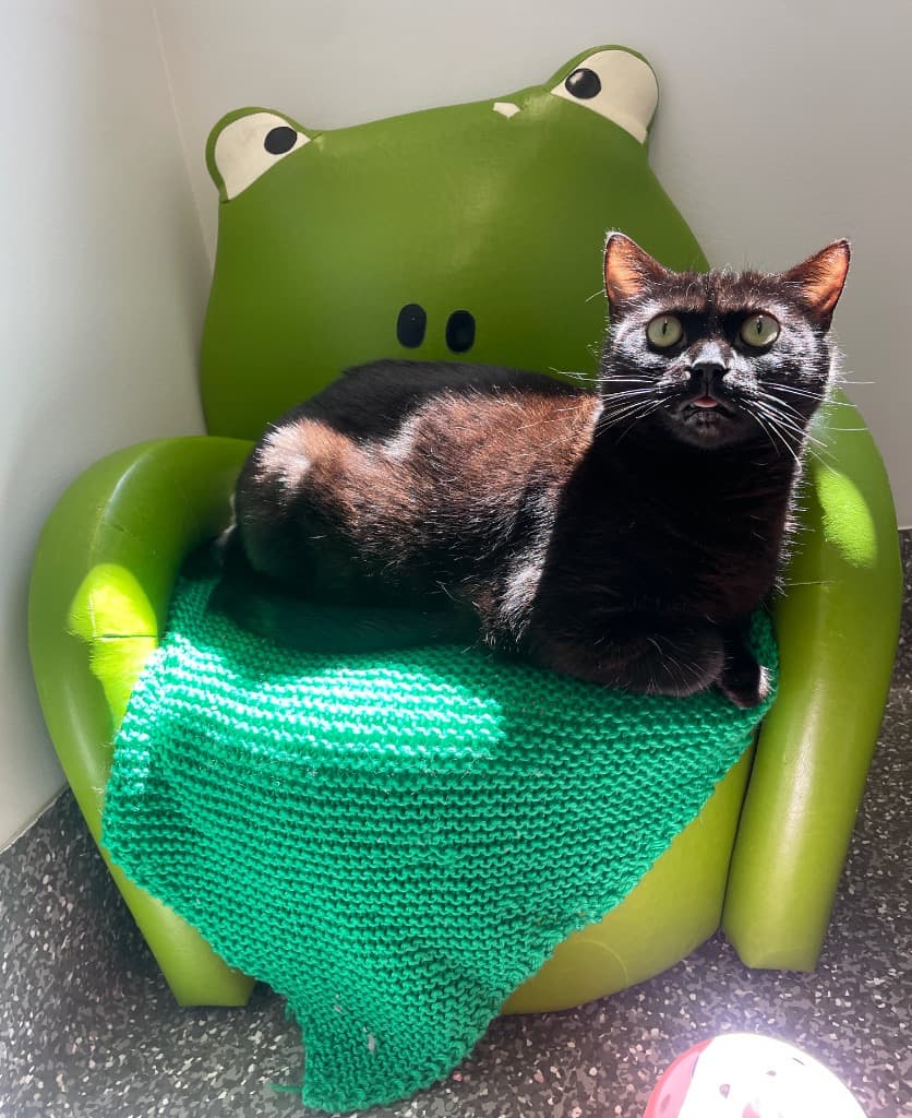 Angelique - Domestic Short Hair cat available for adoption at Australian Animal Protection Society in Melbourne