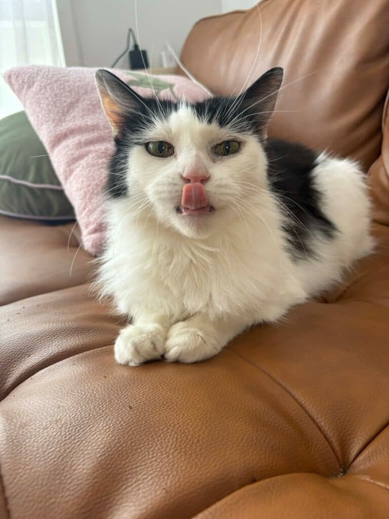 Bron - Domestic Long Hair cat available for adoption at Australian Animal Protection Society in Melbourne