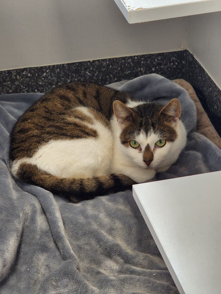 Myer - Domestic Short Hair cat available for adoption at Australian Animal Protection Society in Melbourne