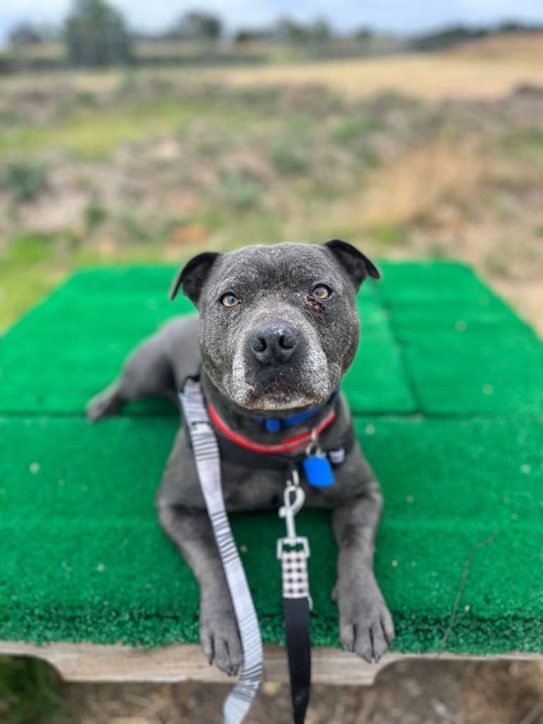 Coby - Staffordshire Bull Terrier available for adoption in Sydney