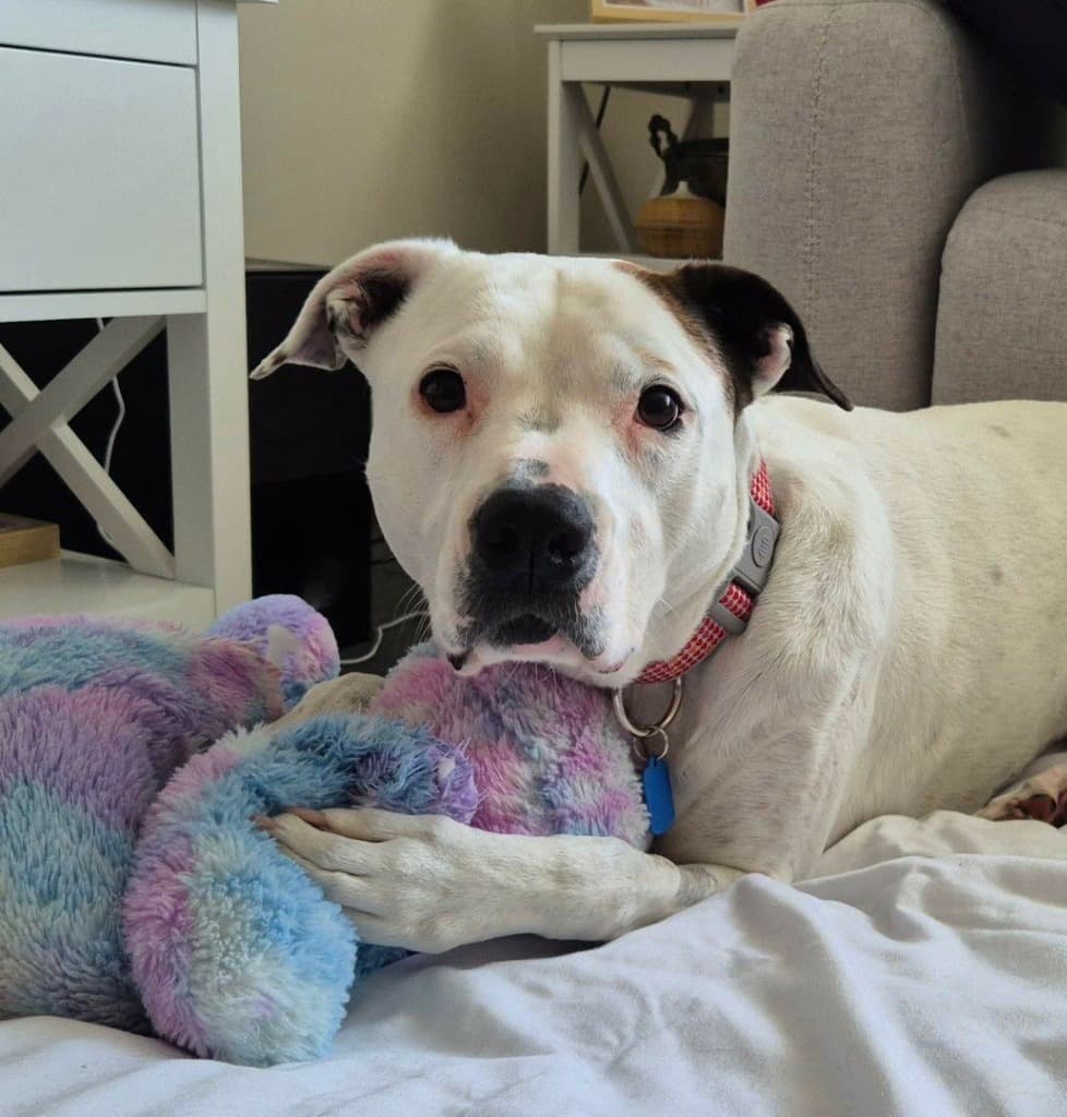 Dixie - Bull Arab available for adoption in Sydney