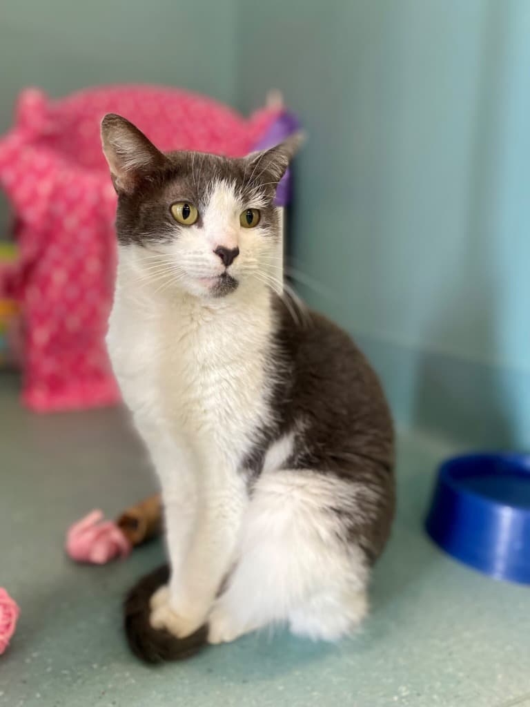 Erin Hunter - Domestic Short Hair cat available for adoption at Australian Animal Protection Society in Melbourne