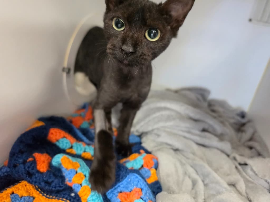 Beret - Domestic Short Hair cat available for adoption at Australian Animal Protection Society in Melbourne