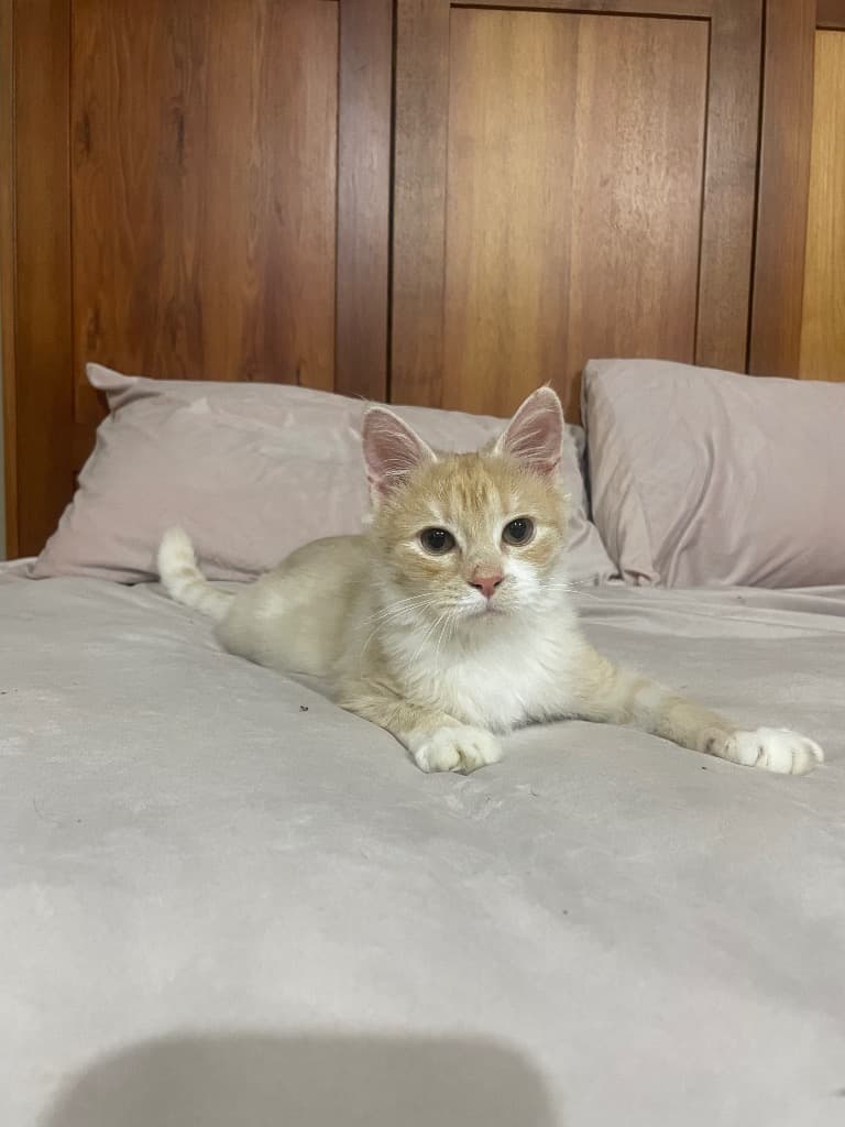 Banoffee pie / Billie - Domestic Short Hair cat available for adoption at Australian Animal Protection Society in Melbourne