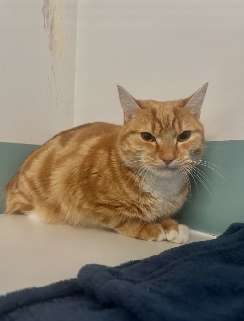 Cessna - Domestic Short Hair cat available for adoption at Australian Animal Protection Society in Melbourne