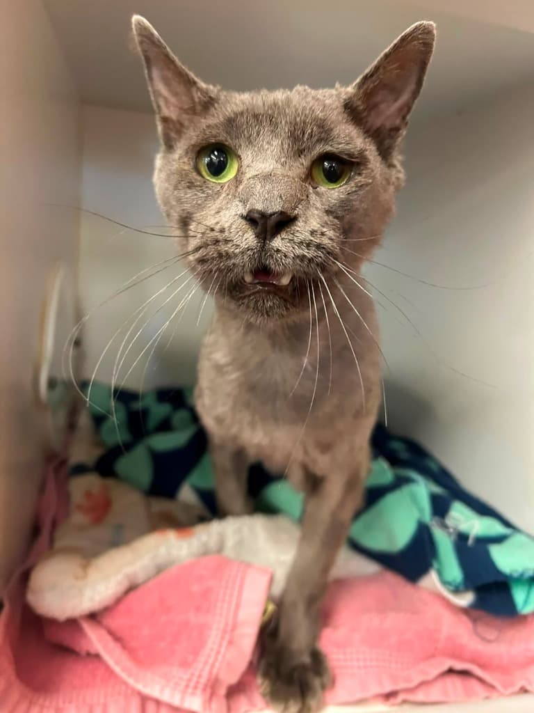 Cherry Ripe - Domestic Short Hair cat available for adoption at Australian Animal Protection Society in Melbourne