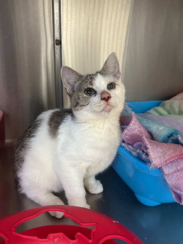 Fedora - Domestic Short Hair cat available for adoption at Australian Animal Protection Society in Melbourne