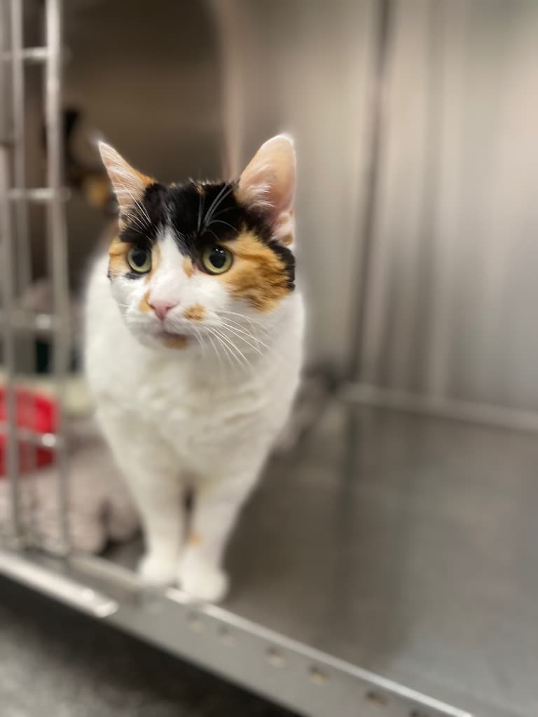 Lillypilly - Domestic Short Hair cat available for adoption at Australian Animal Protection Society in Melbourne