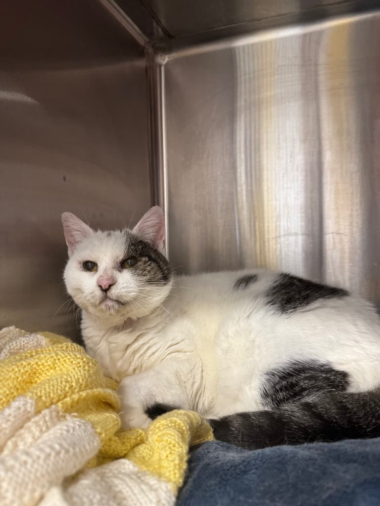 Merlot - Domestic Short Hair cat available for adoption at Australian Animal Protection Society in Melbourne