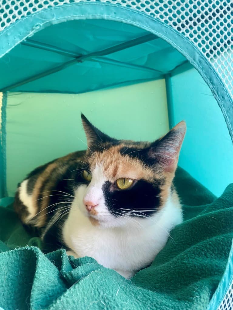 Mimco - Domestic Short Hair cat available for adoption at Australian Animal Protection Society in Melbourne