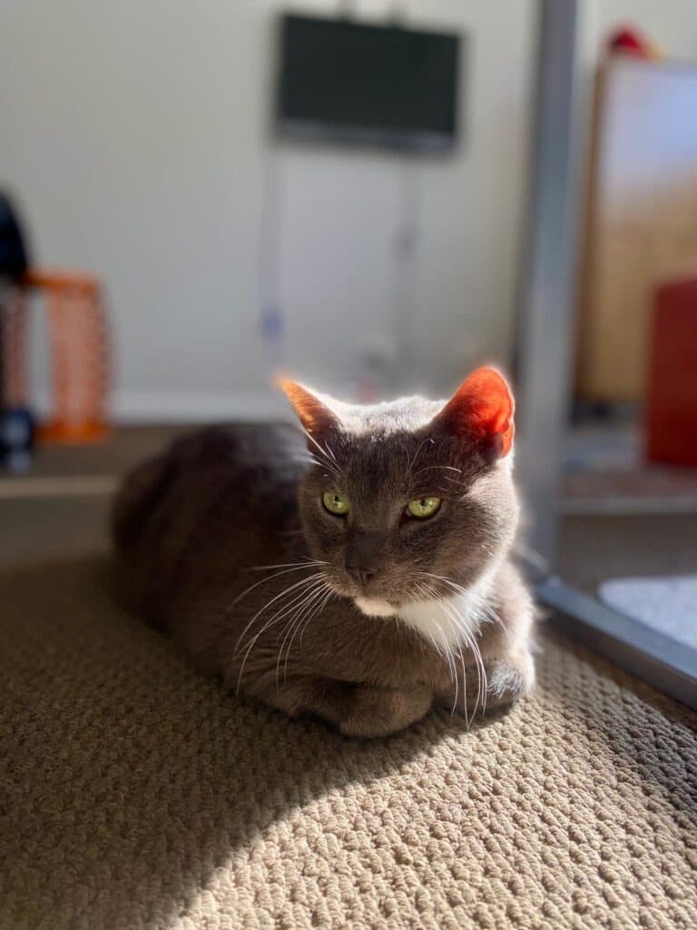 Prince Henry - Russian Blue cat available for adoption at Australian Animal Protection Society in Melbourne