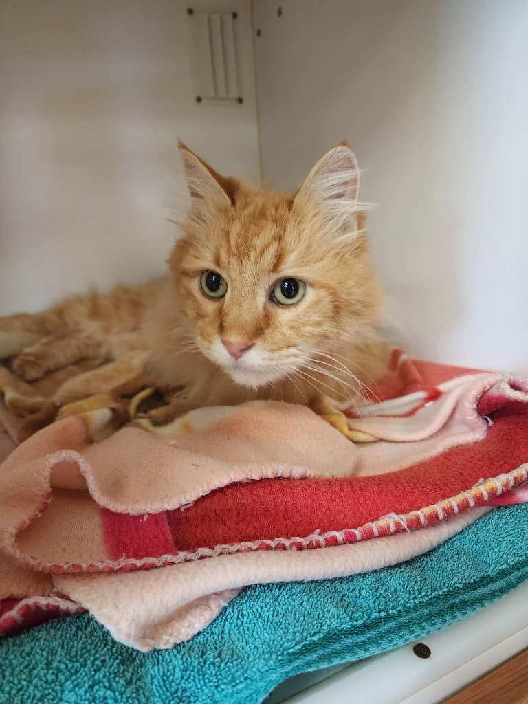 Justin - Domestic Medium Hair cat available for adoption at Australian Animal Protection Society in Melbourne