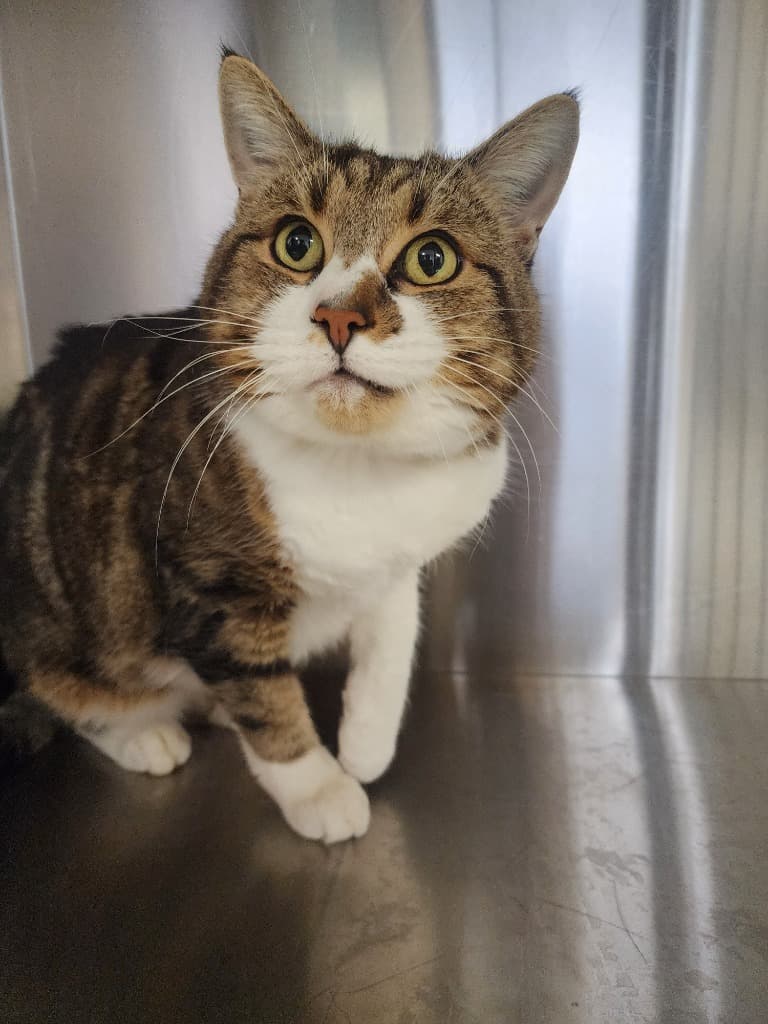 Milo - Domestic Short Hair cat available for adoption at Australian Animal Protection Society in Melbourne