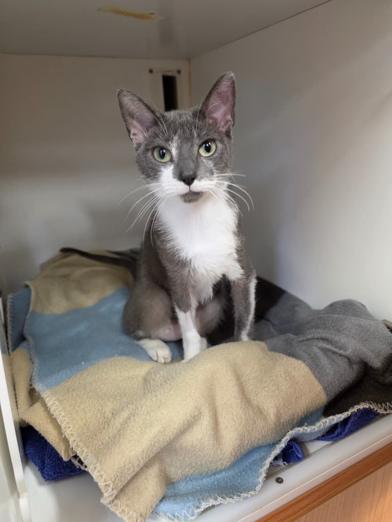 Tinkerbell - Domestic Short Hair cat available for adoption at Australian Animal Protection Society in Melbourne