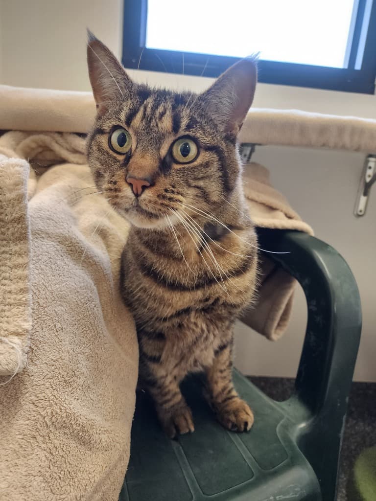 Tye - Domestic Short Hair cat available for adoption at Australian Animal Protection Society in Melbourne