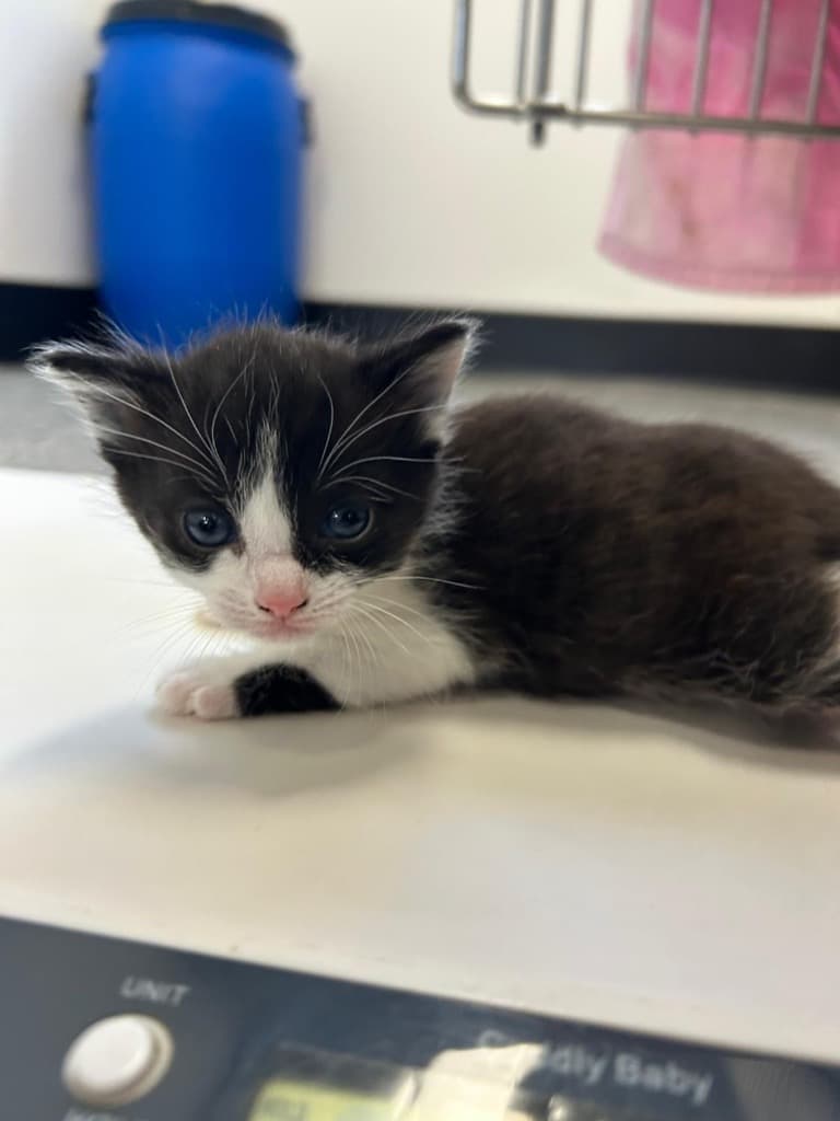 Vidia - Domestic Short Hair cat available for adoption at Australian Animal Protection Society in Melbourne