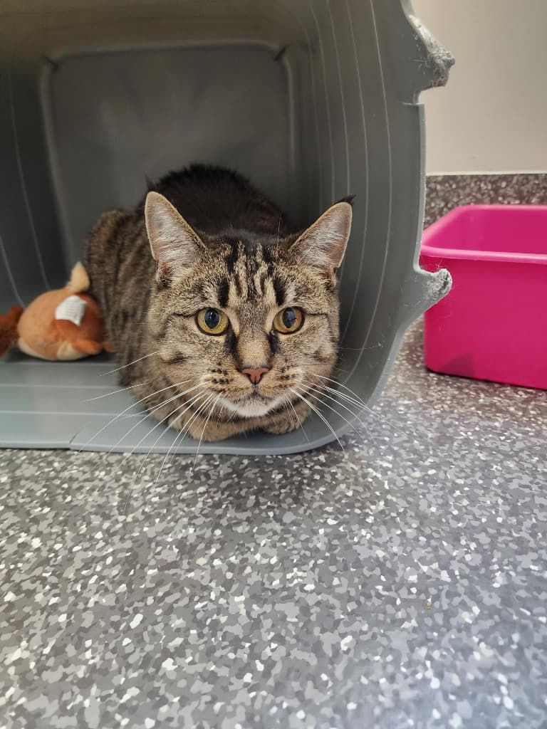 Zora - Domestic Short Hair cat available for adoption at Australian Animal Protection Society in Melbourne