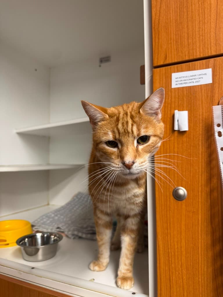 Boots - Domestic Short Hair cat available for adoption at Australian Animal Protection Society in Melbourne